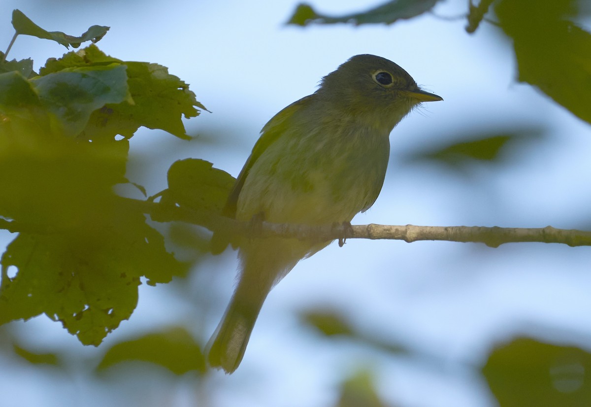 Yellow-bellied Flycatcher - ML641137381