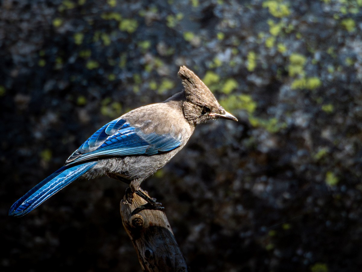 Steller's Jay - ML641137387