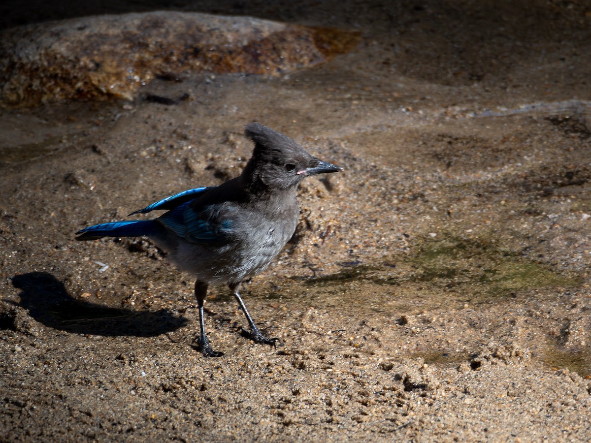 Steller's Jay - ML641137388