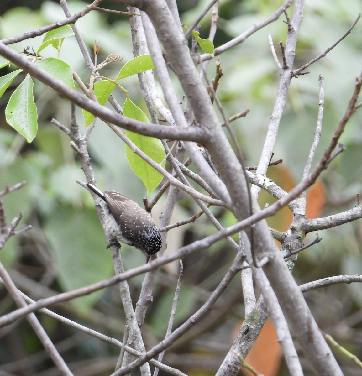 White-wedged Piculet - ML641137394