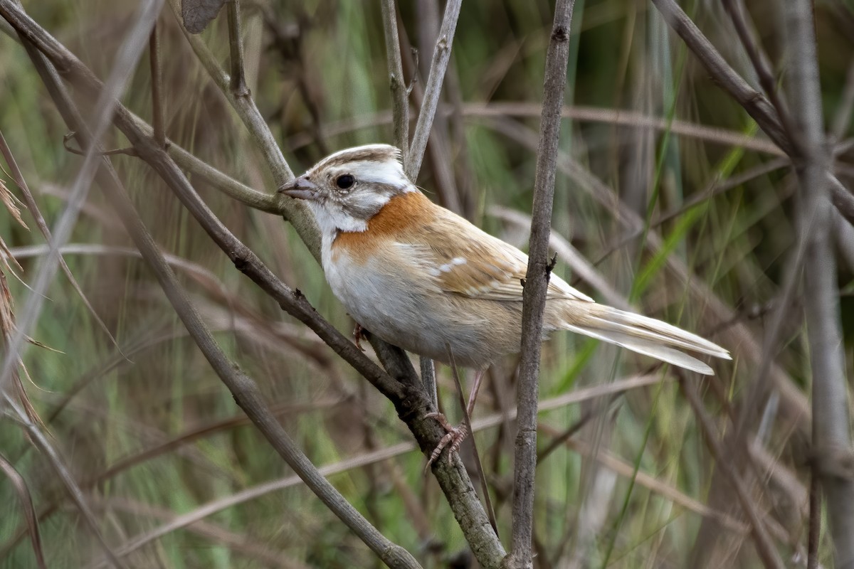 Rufous-collared Sparrow - ML641137417