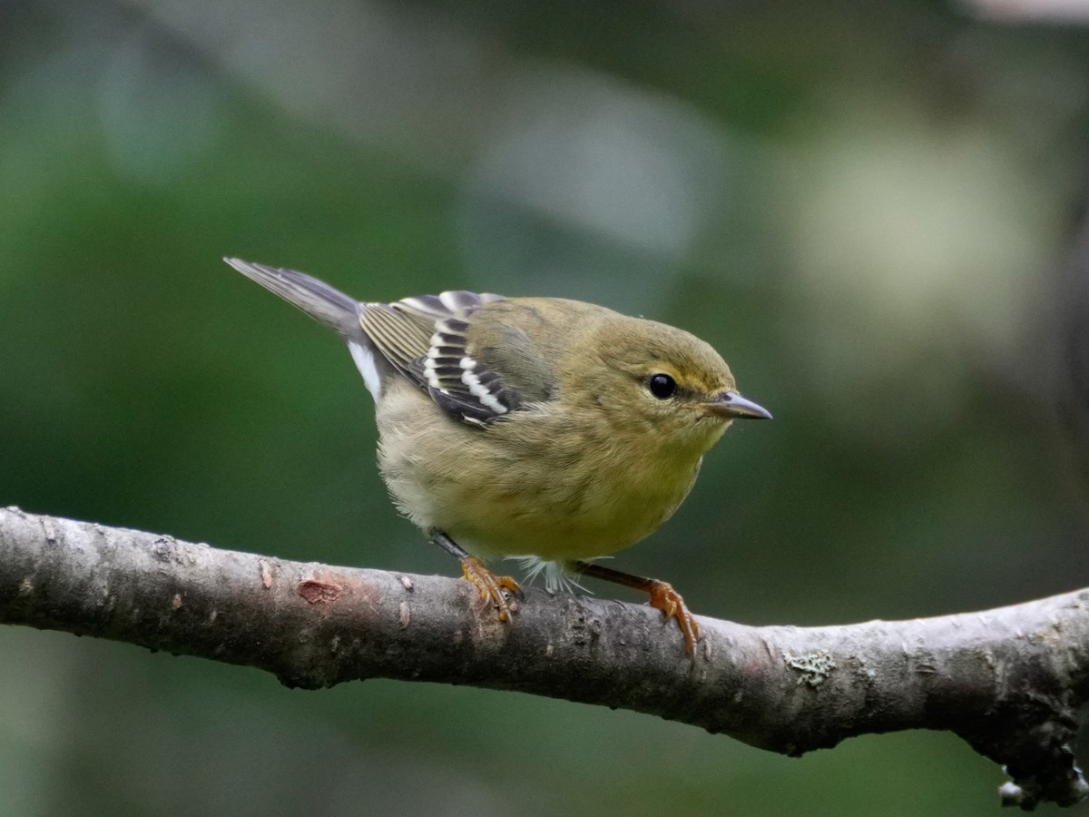Blackpoll Warbler - ML641137420