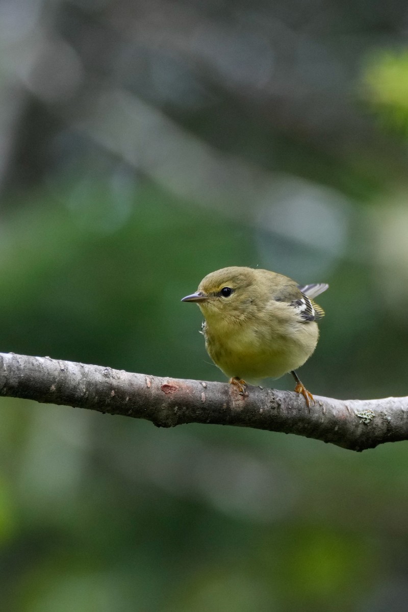 Blackpoll Warbler - ML641137422
