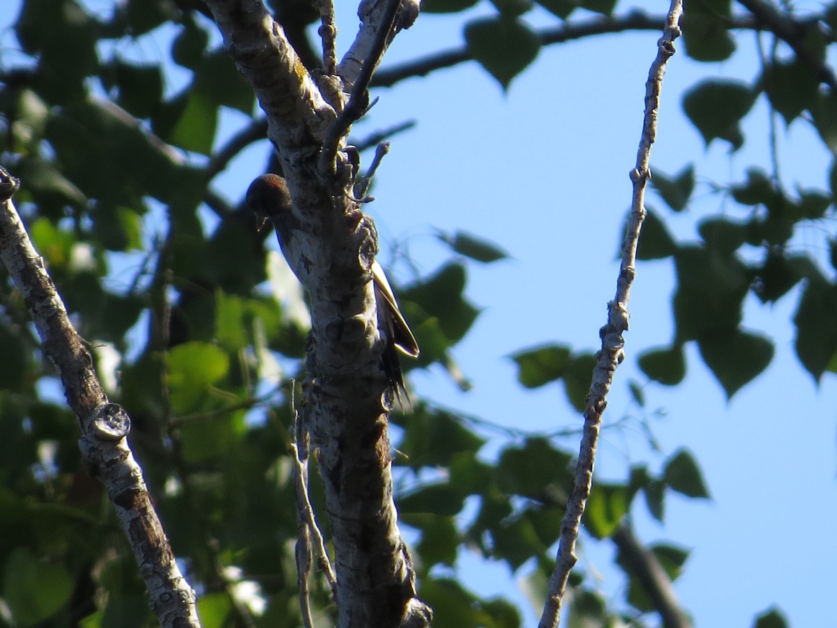 Red-headed Woodpecker - ML641137426