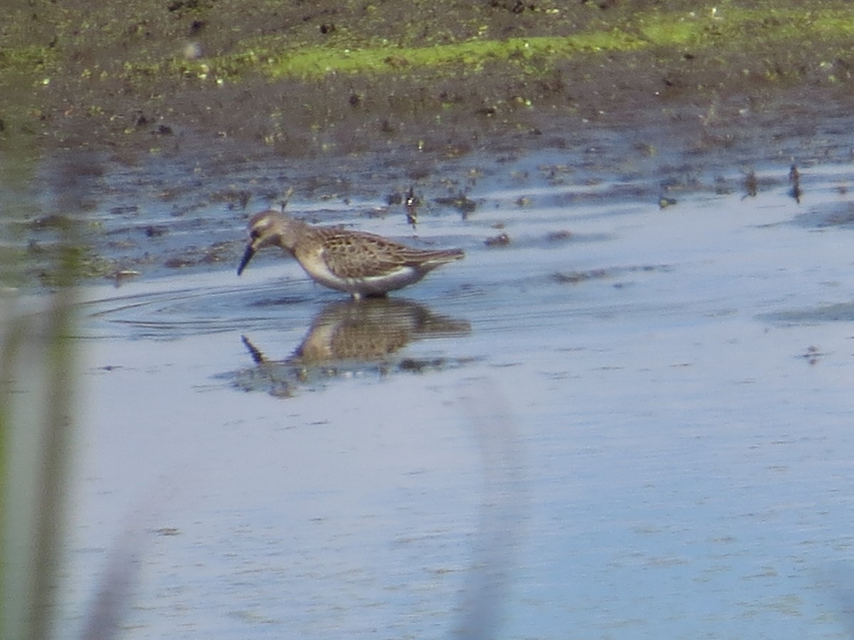 Semipalmated Sandpiper - ML641137463