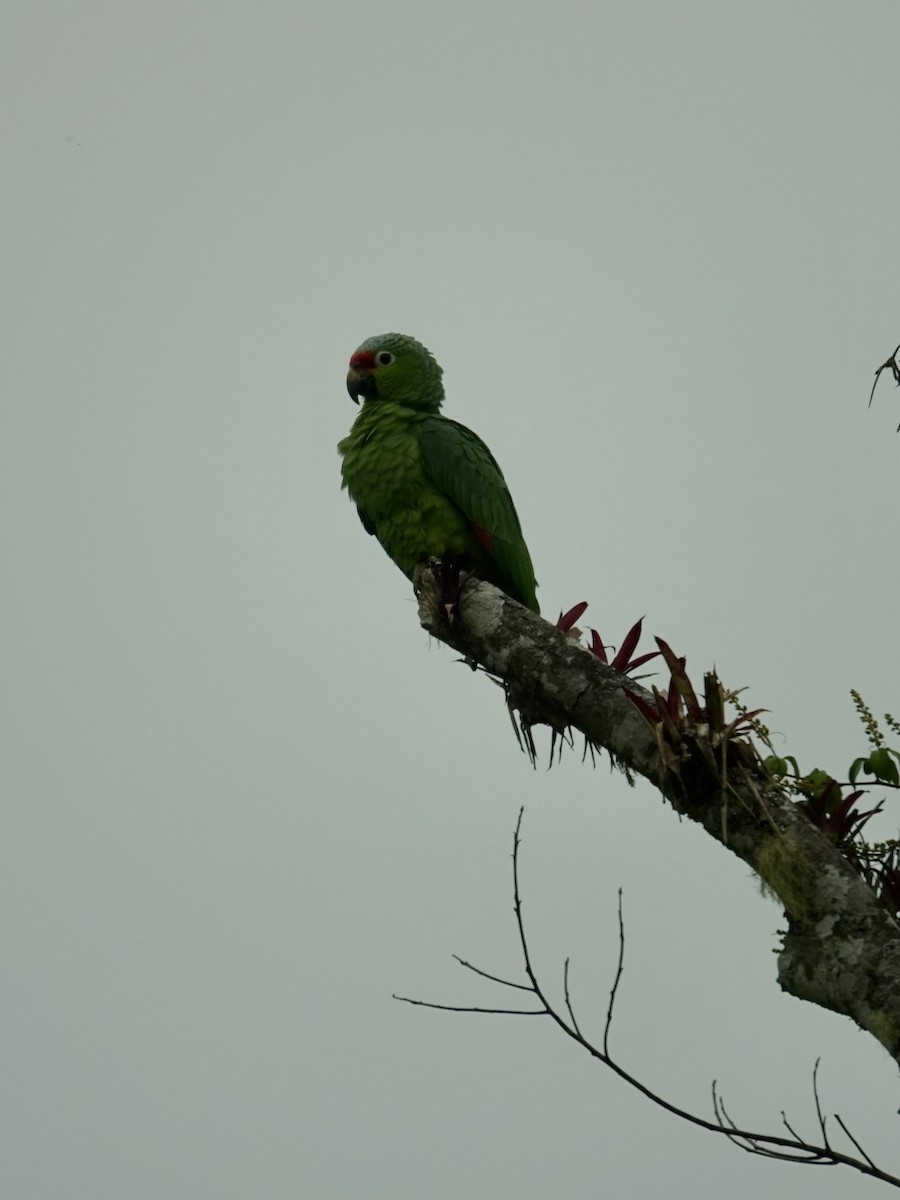 Red-lored Amazon - ML641137477