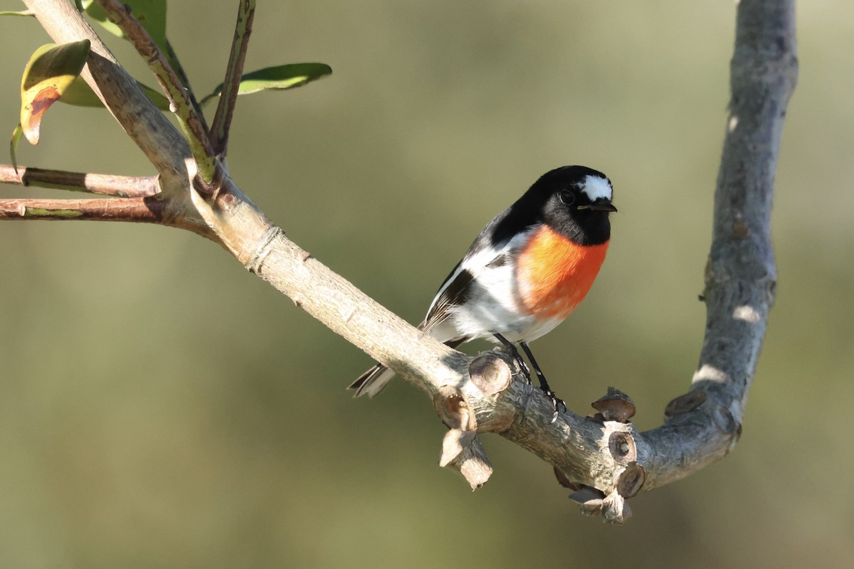 Scarlet Robin - ML641137487