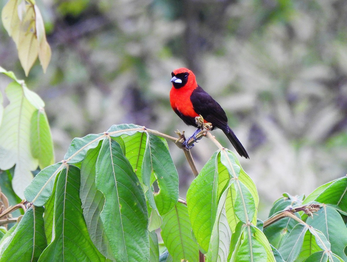 Masked Crimson Tanager - ML641137501