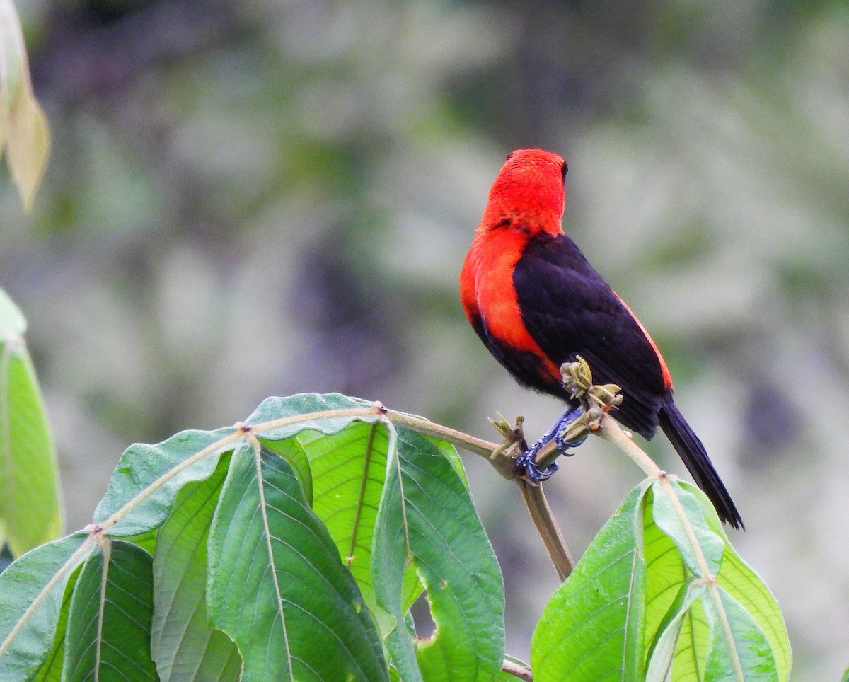 Masked Crimson Tanager - ML641137502