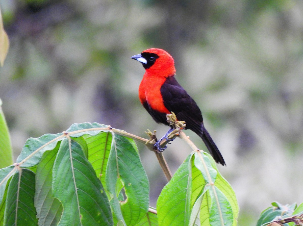 Masked Crimson Tanager - ML641137503