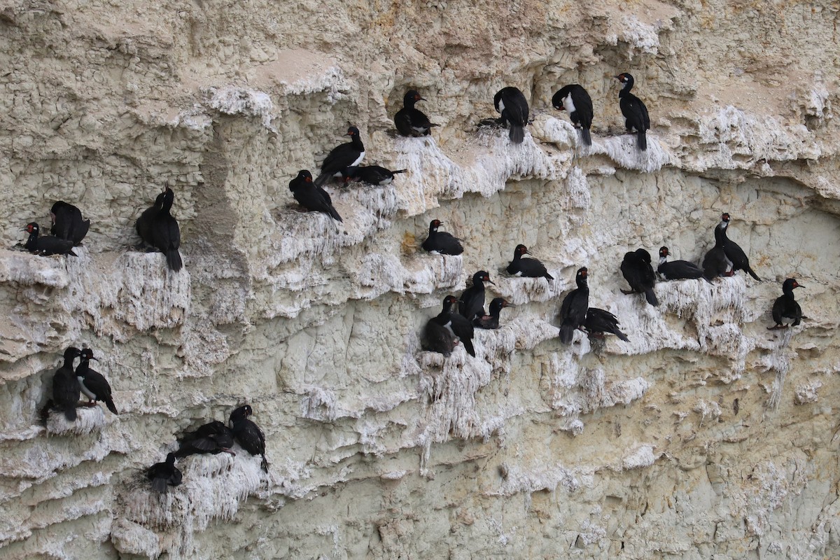Magellanic Cormorant - ML641137506