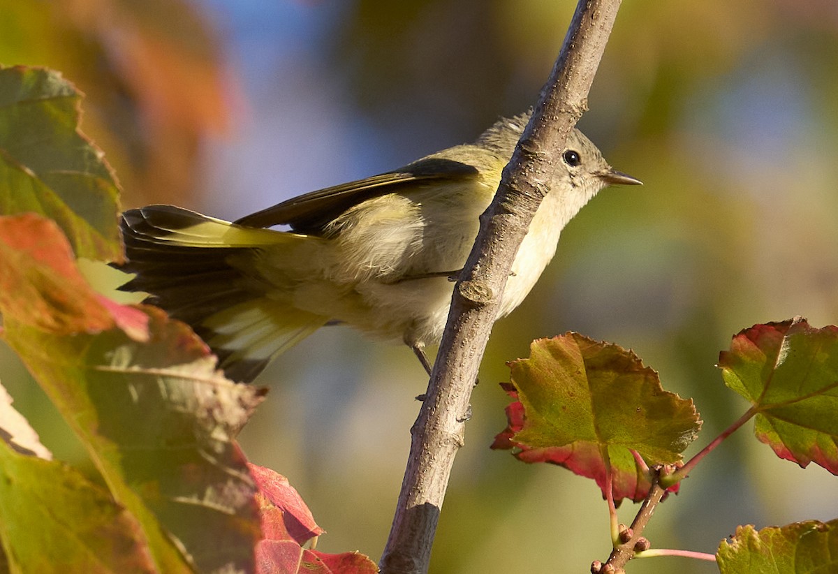 American Redstart - ML641137517