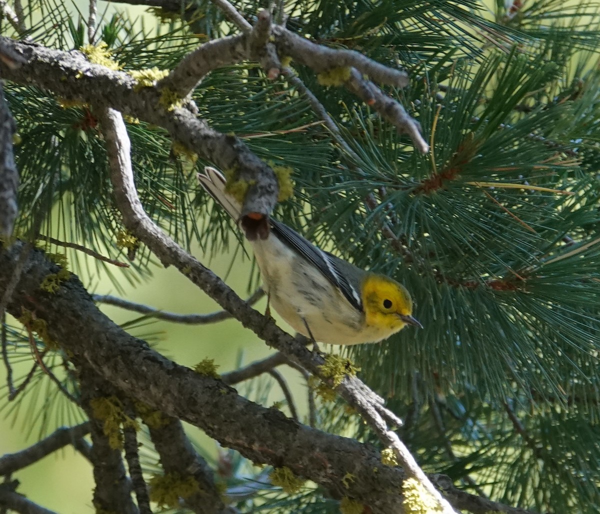 Hermit Warbler - ML641137547