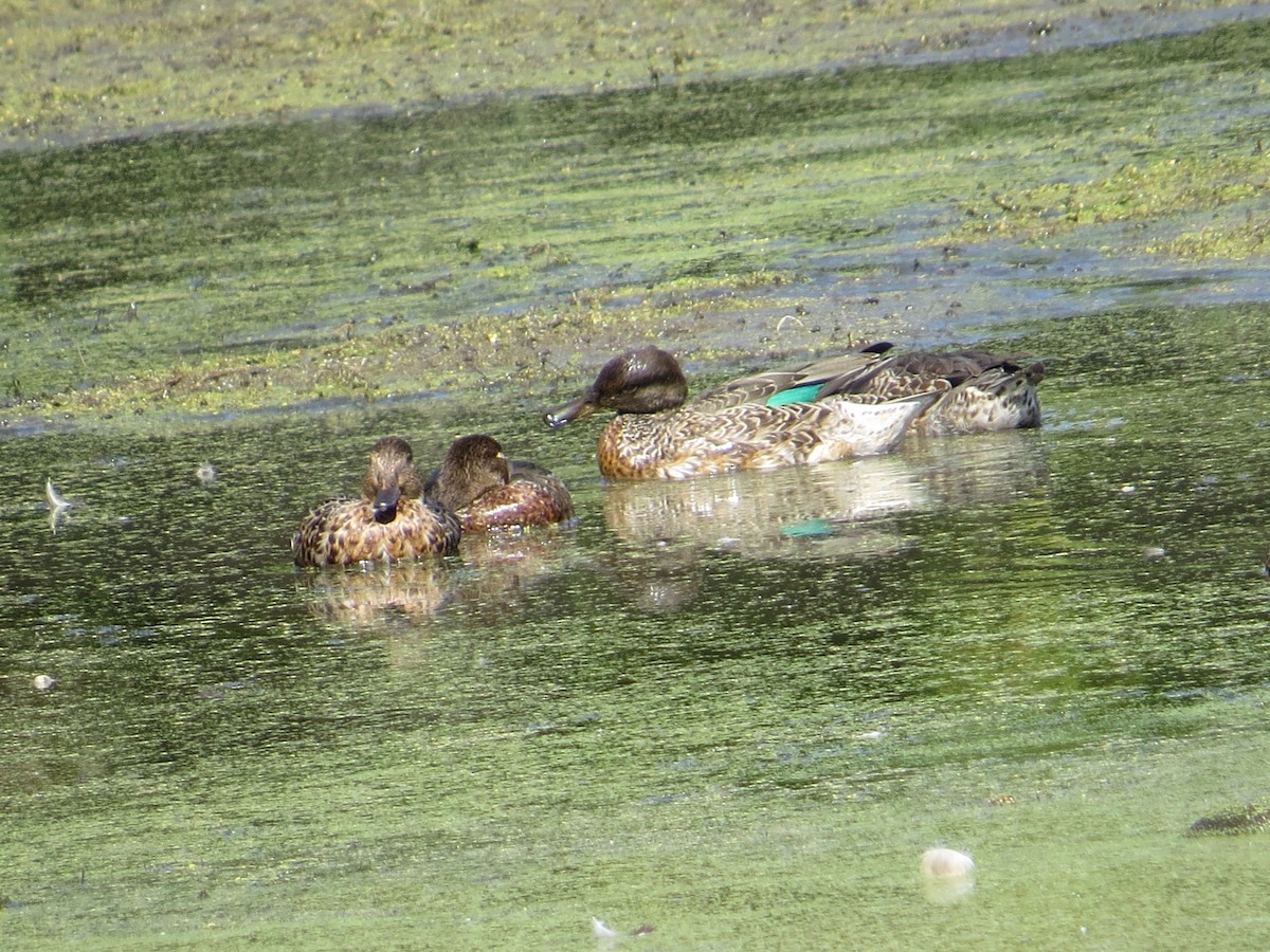 Green-winged Teal - ML641137549
