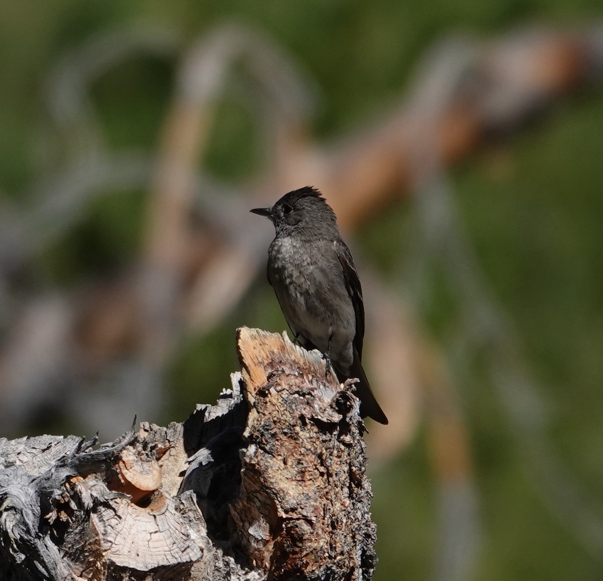 Western Wood-Pewee - ML641137562