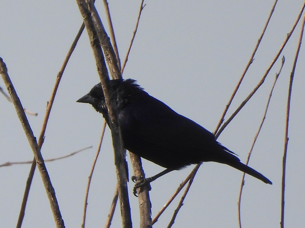 Screaming Cowbird - ML641137570