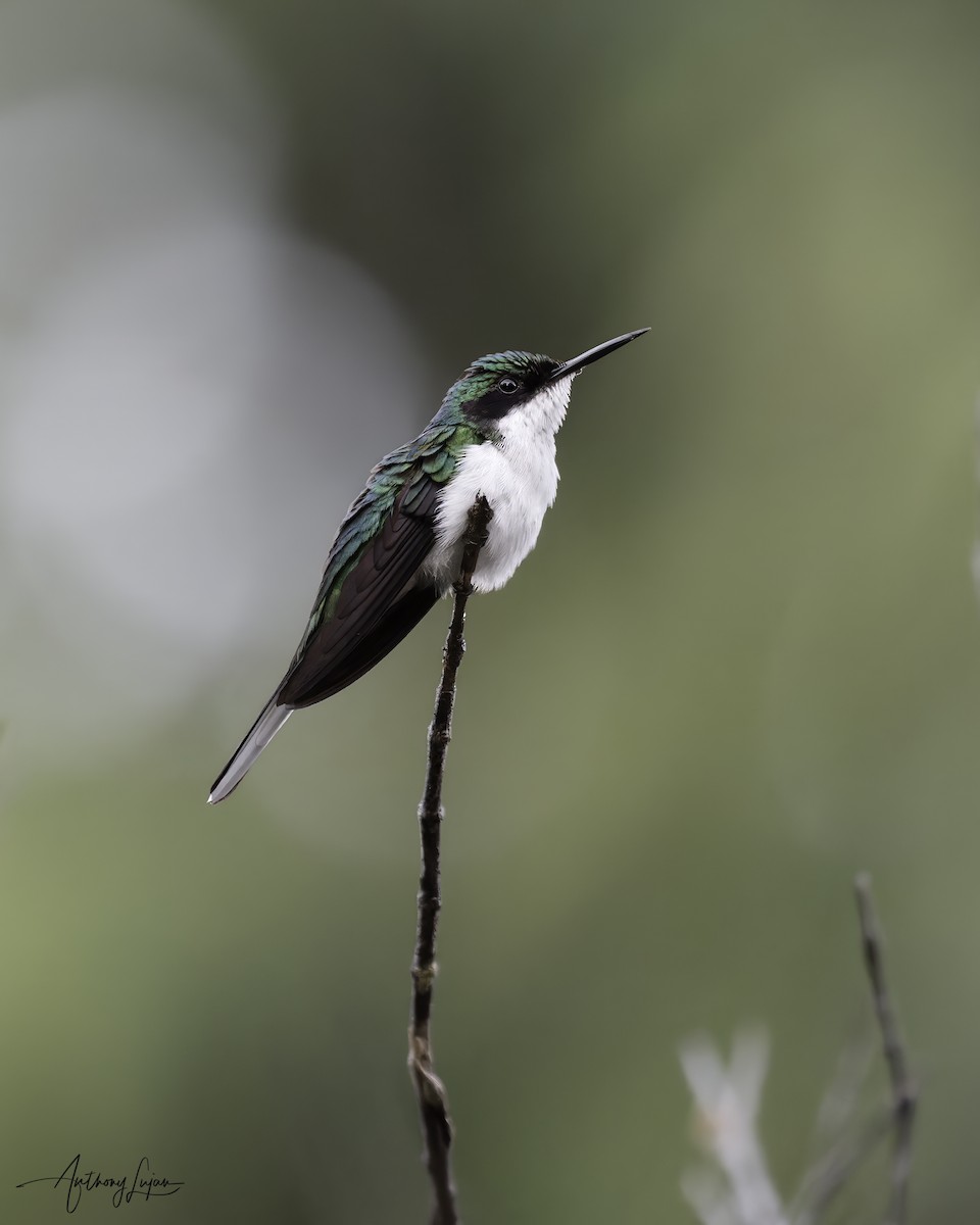 Black-eared Fairy - ML641137573