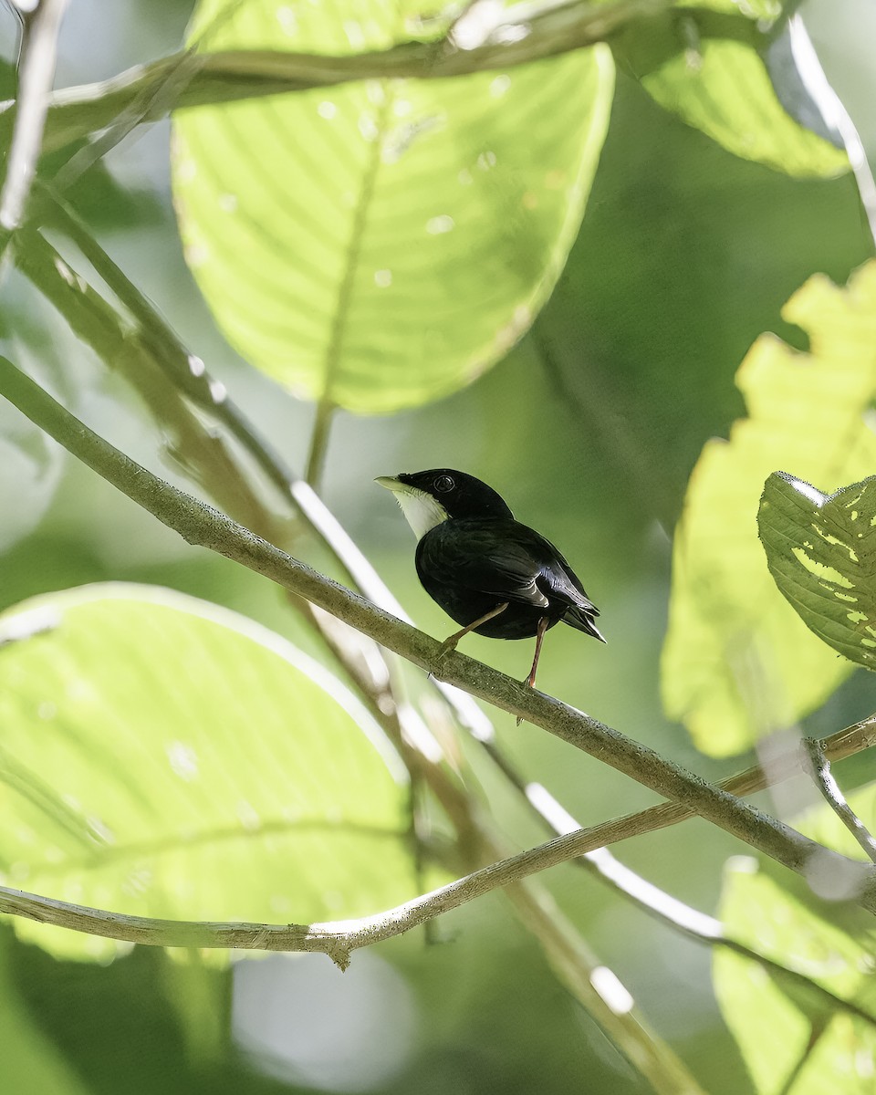 hvitstrupemanakin - ML641137581