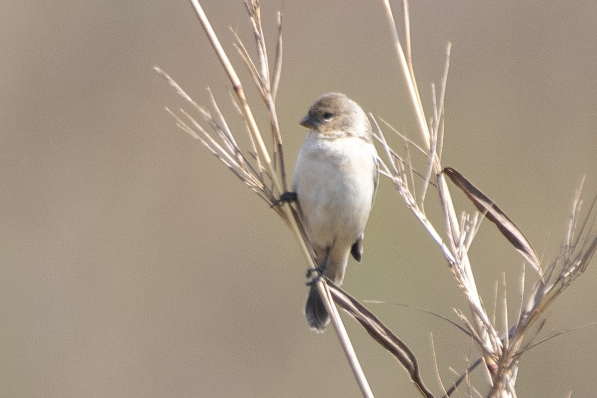 Pearly-bellied Seedeater - ML641137612