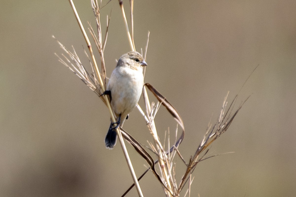 Pearly-bellied Seedeater - ML641137614
