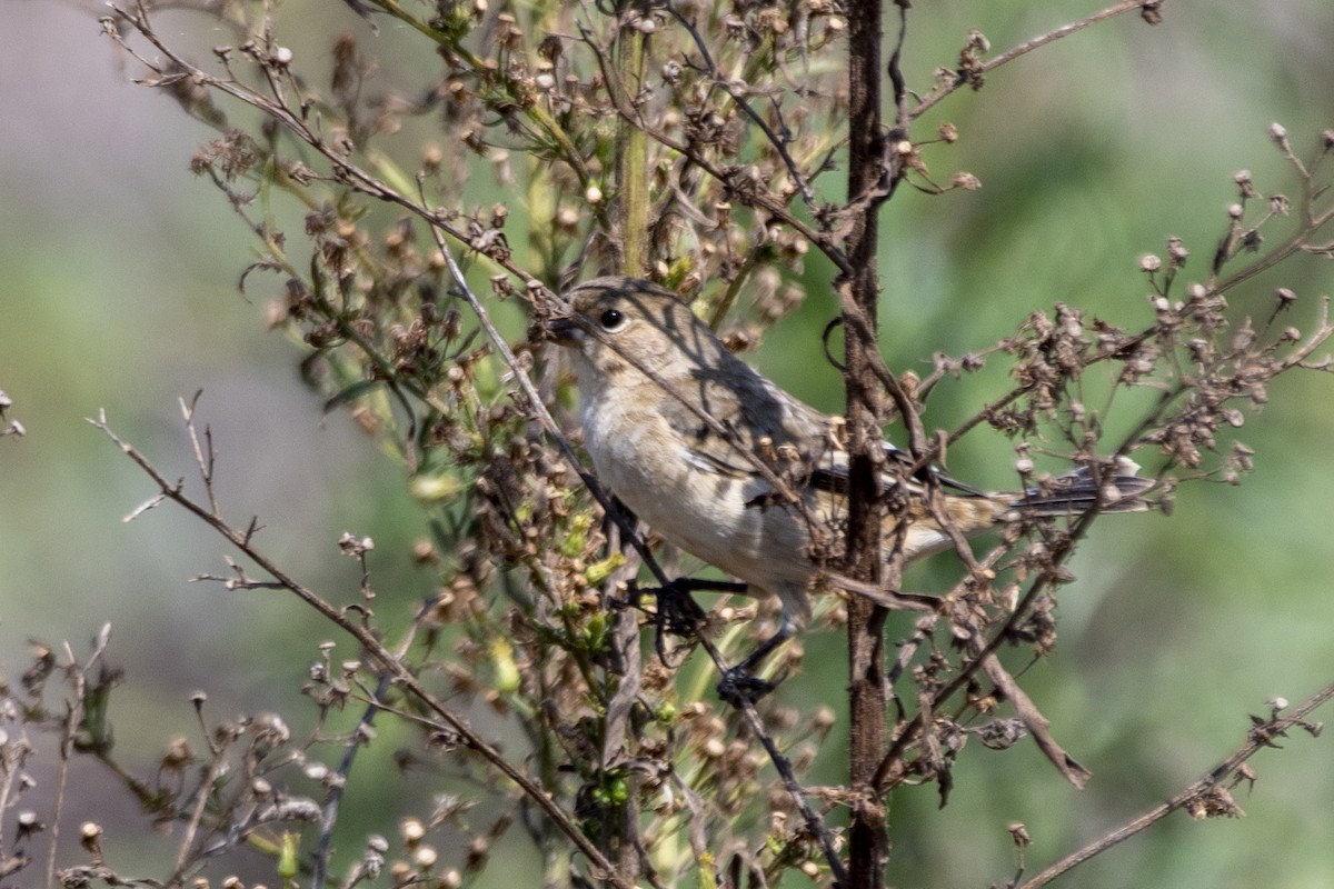 Pearly-bellied Seedeater - ML641137615