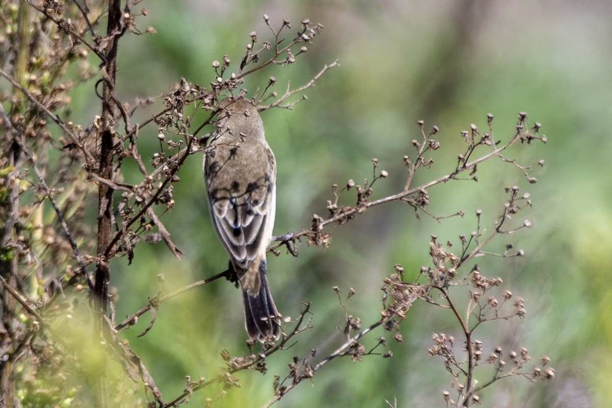 Pearly-bellied Seedeater - ML641137616