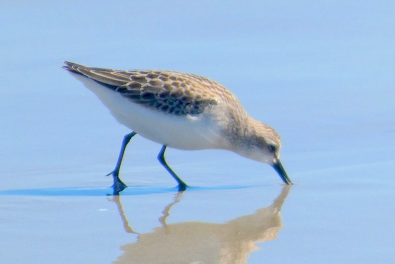 Semipalmated Sandpiper - ML641137645