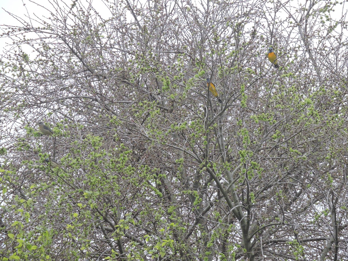 Blue-and-yellow Tanager - ML641137649