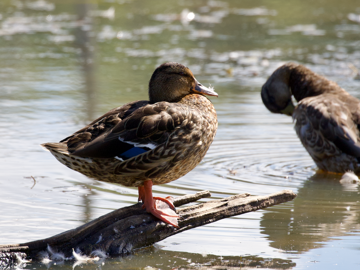Mallard - ML641137656