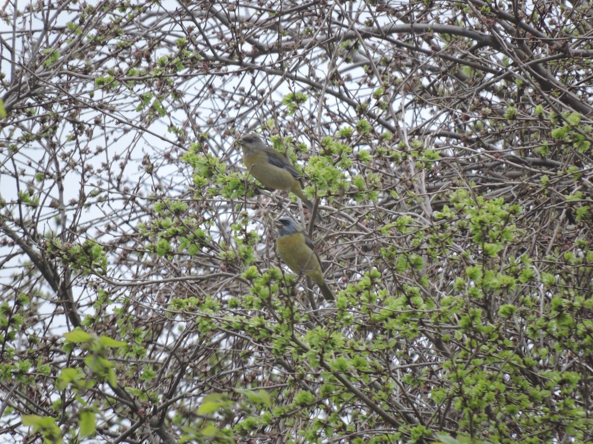 Blue-and-yellow Tanager - ML641137661