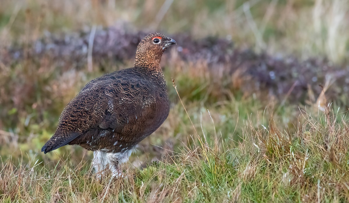 Lagopède des saules (scotica/hibernica) - ML641137699