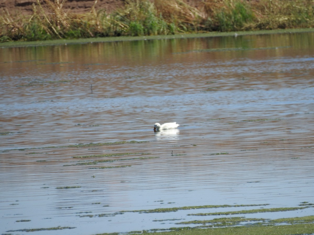 Mallard (Domestic type) - ML641137700