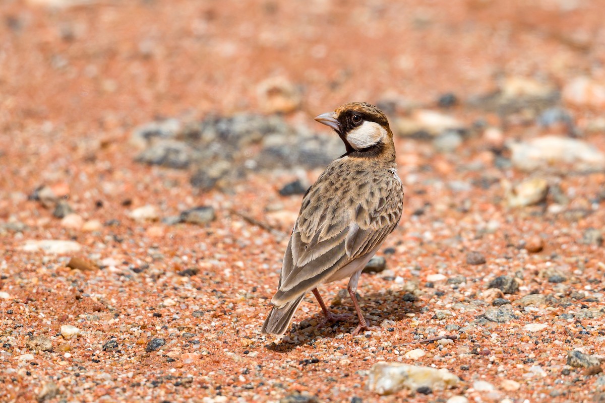 Fischer's Sparrow-Lark - ML641137702