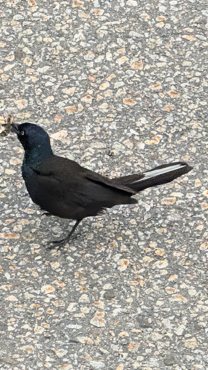 Common Grackle (Bronzed) - ML641137709