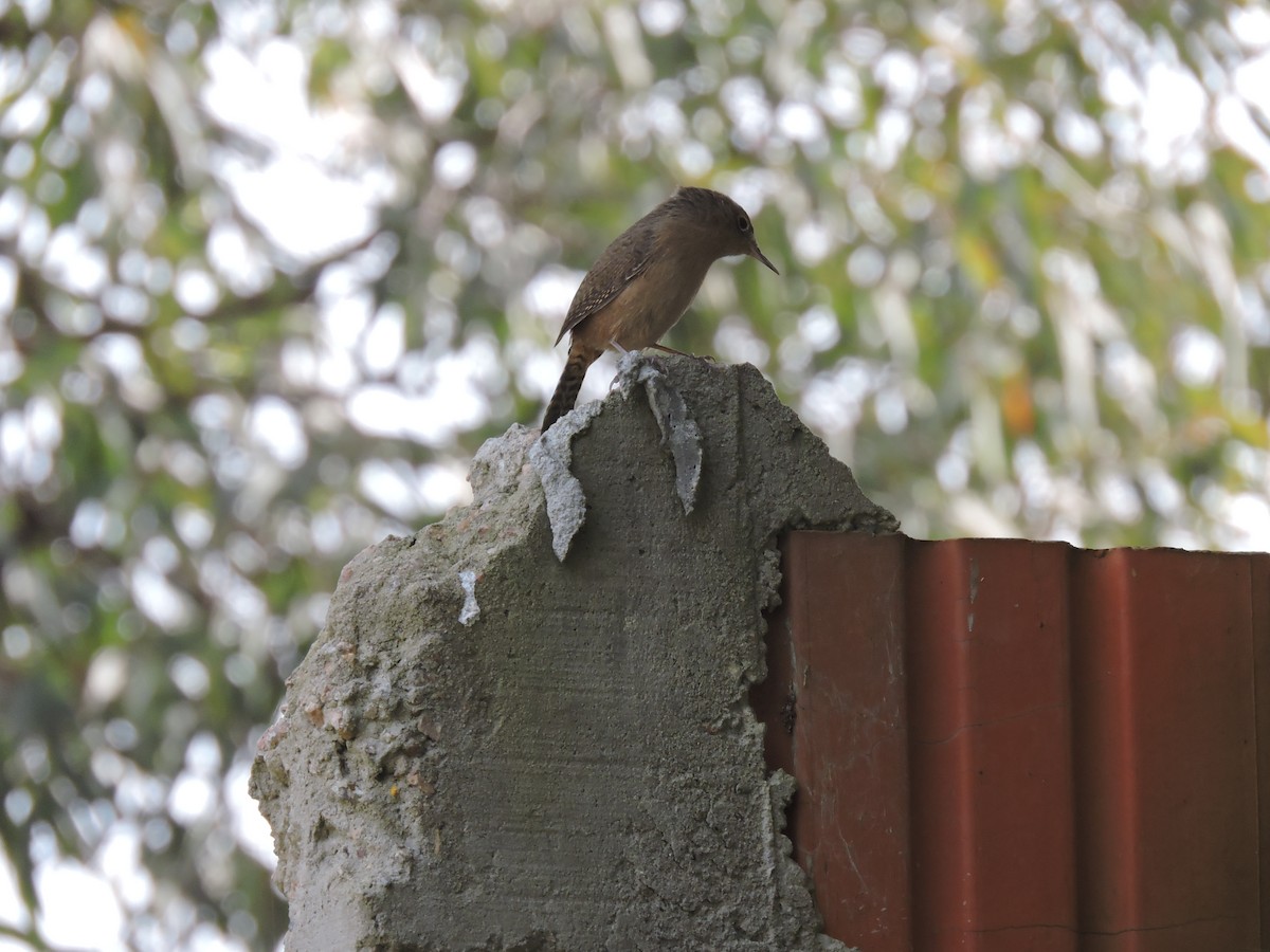 Southern House Wren - ML641137720