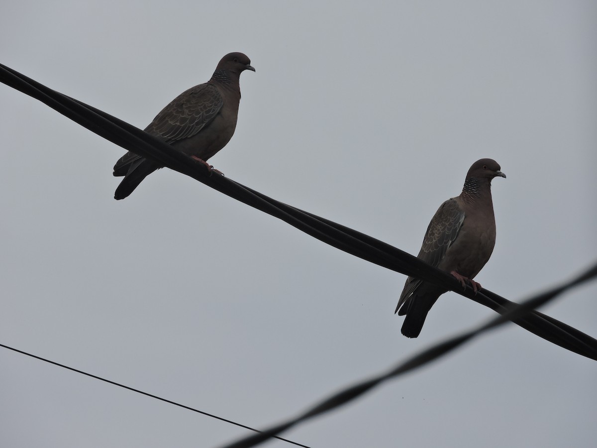 Picazuro Pigeon - ML641137742