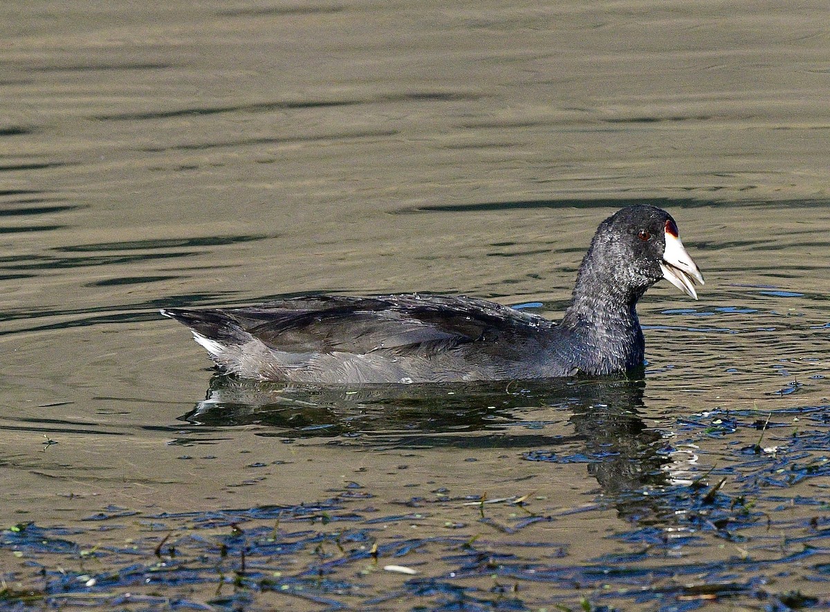 American Coot - ML641137747