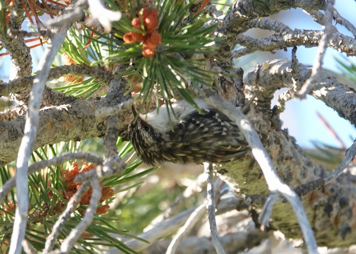 Brown Creeper - ML641137748