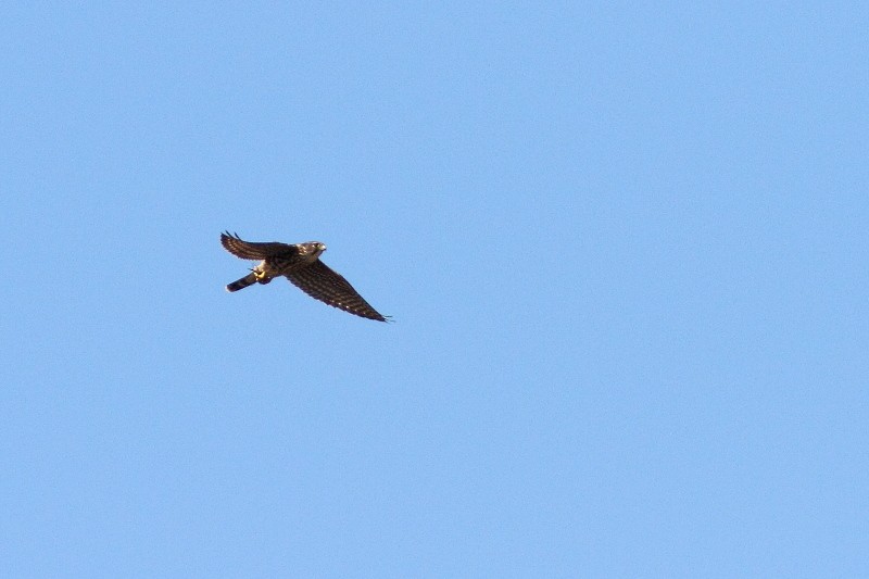 Merlin - ML641137749
