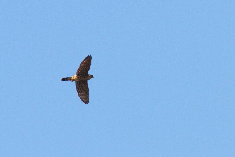 Merlin - ML641137754