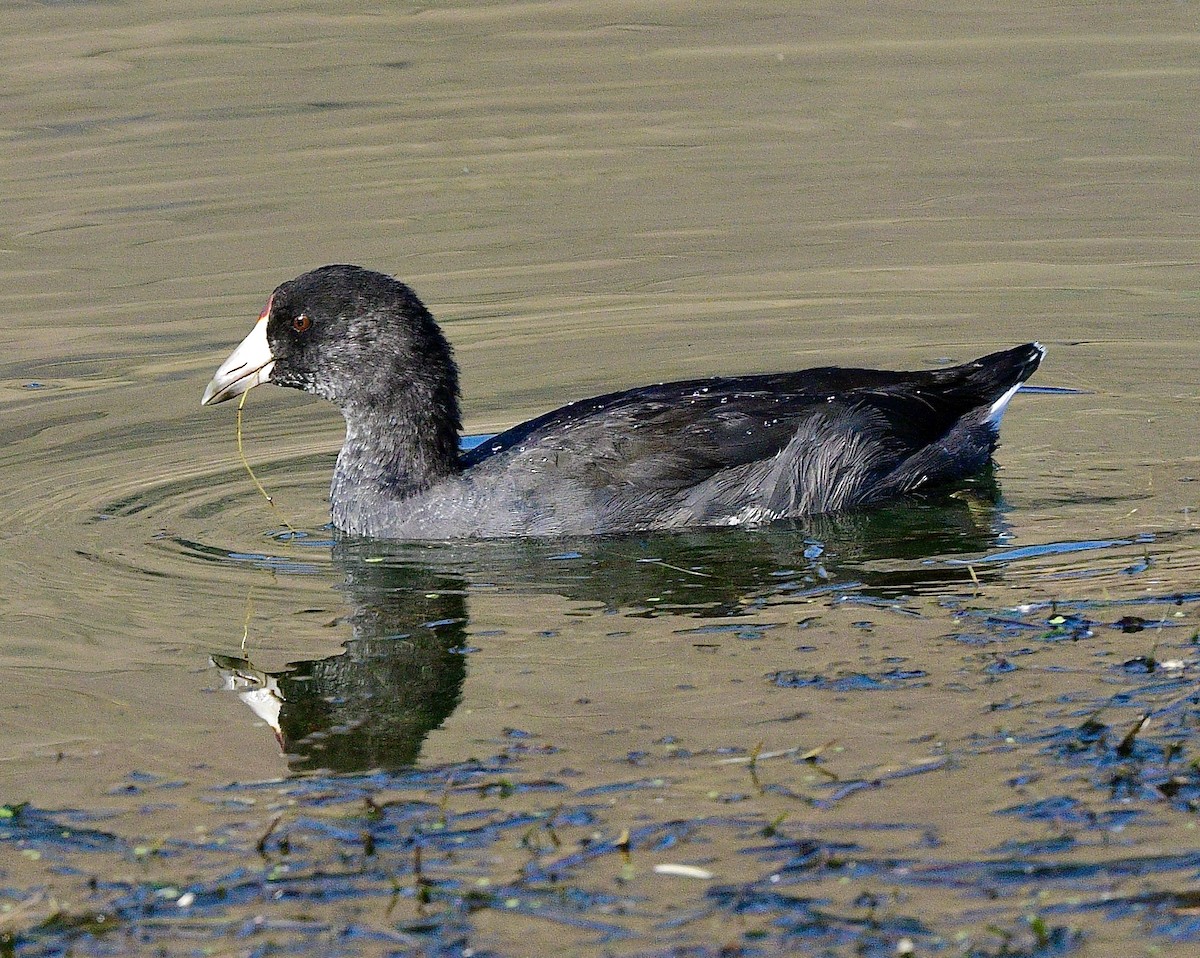 American Coot - ML641137759