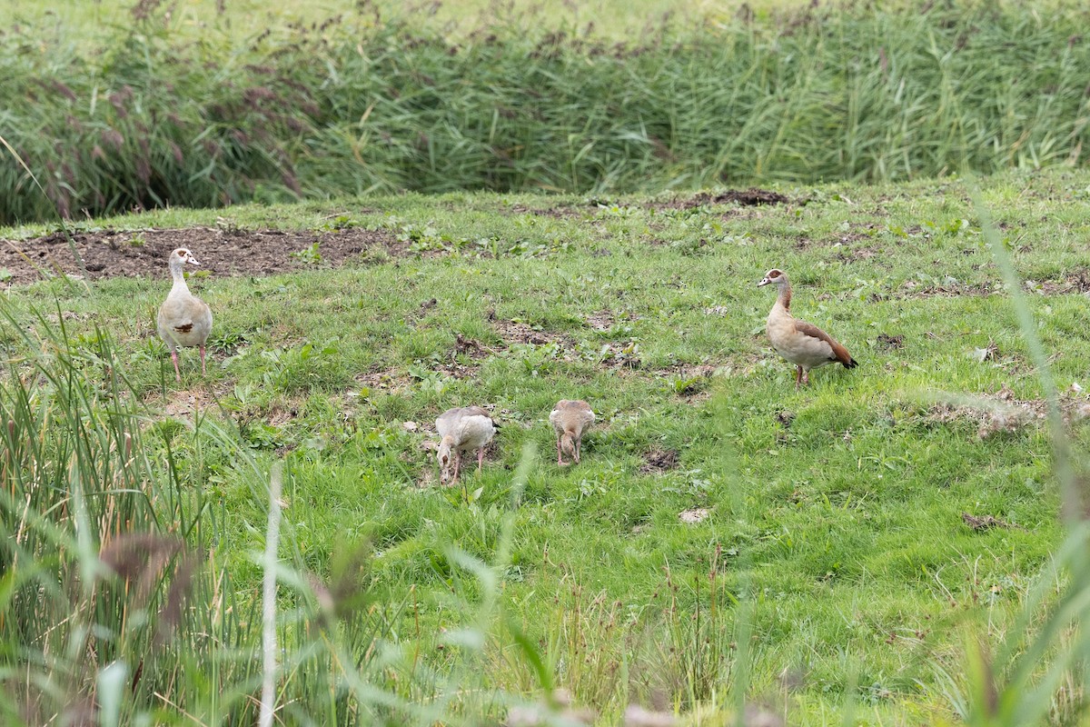 Egyptian Goose - ML641137760