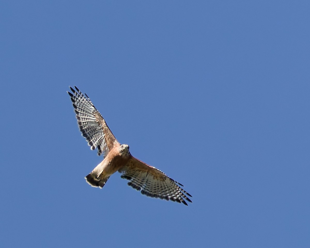 Buse à épaulettes - ML641137762