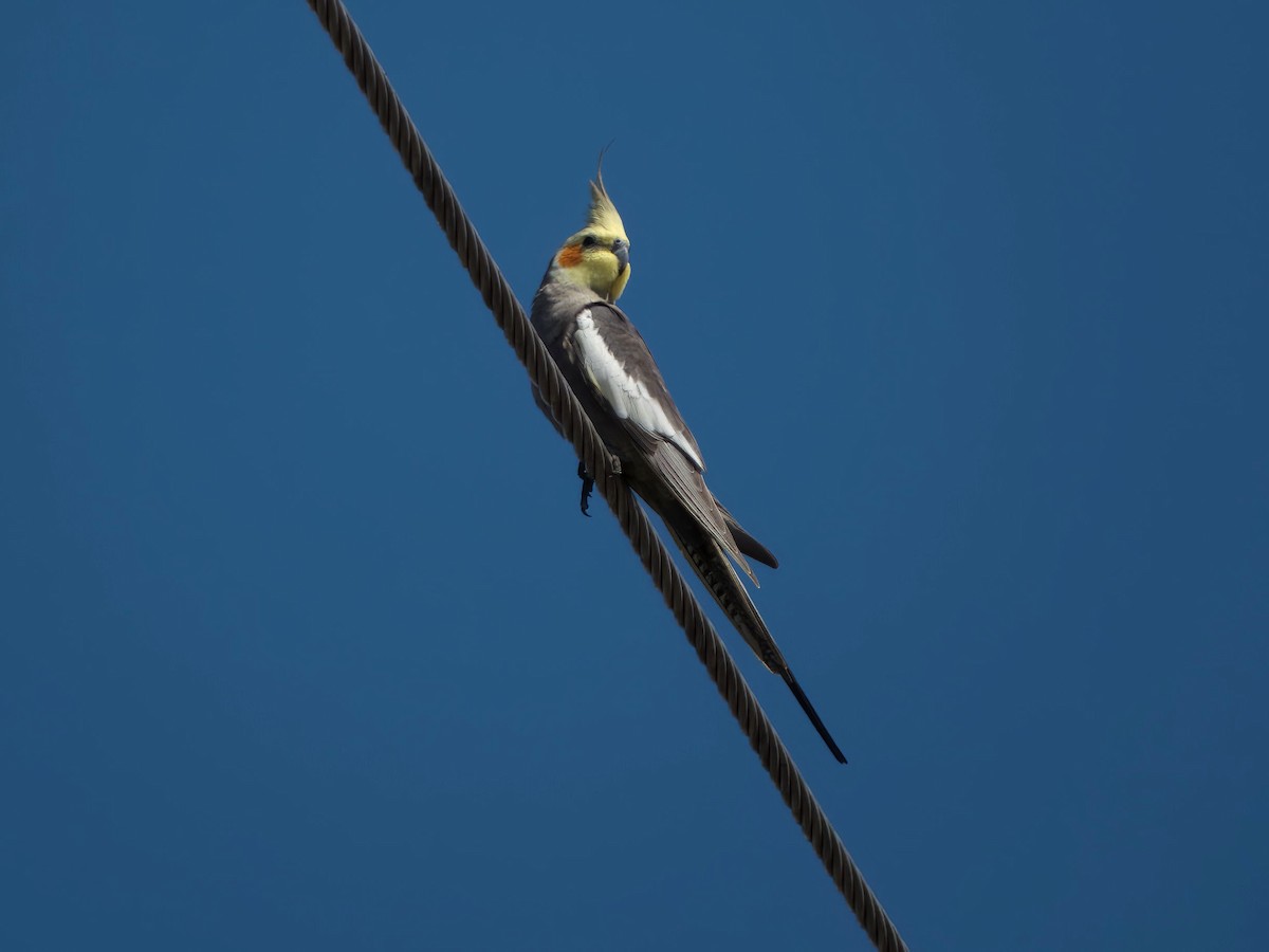 Корелла - ML641137773