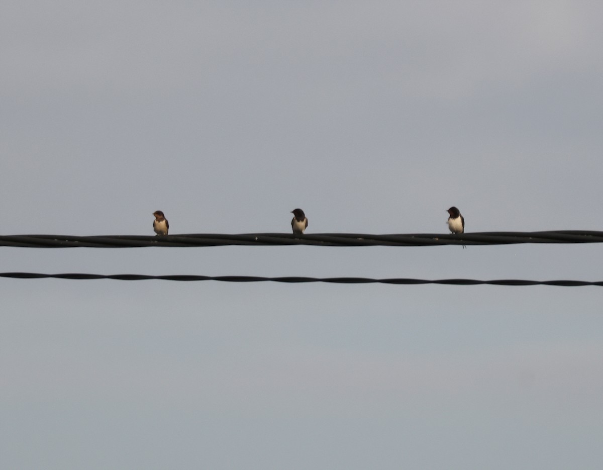 Barn Swallow - ML641137792