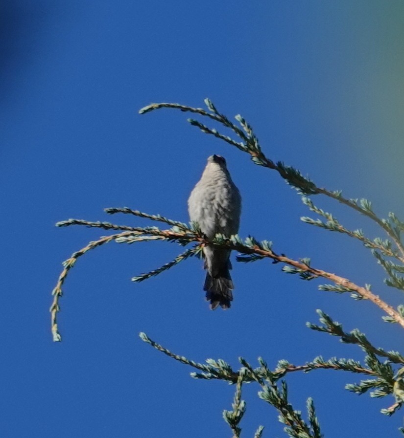 Pine Grosbeak - ML641137797