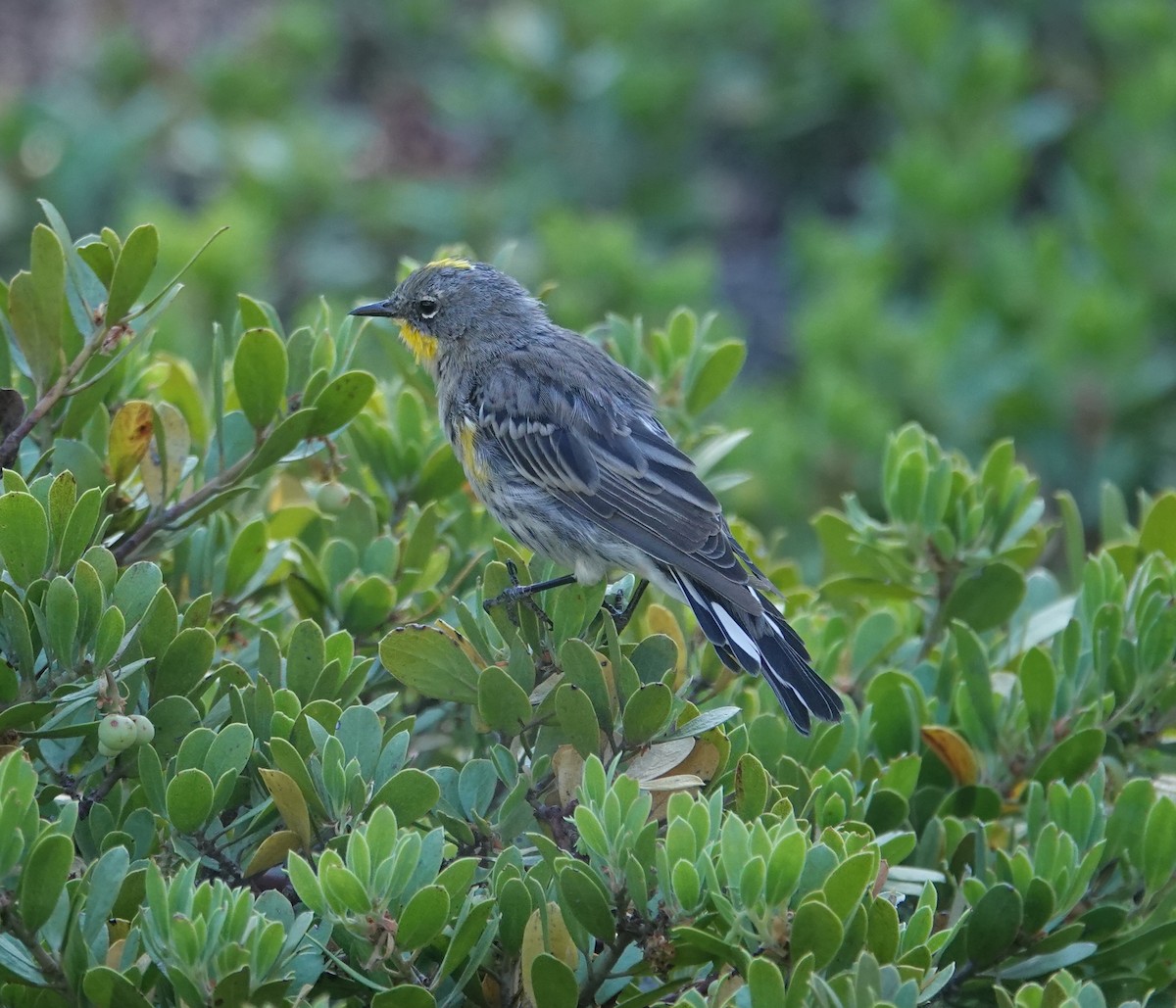 Yellow-rumped Warbler (Audubon's) - ML641137808