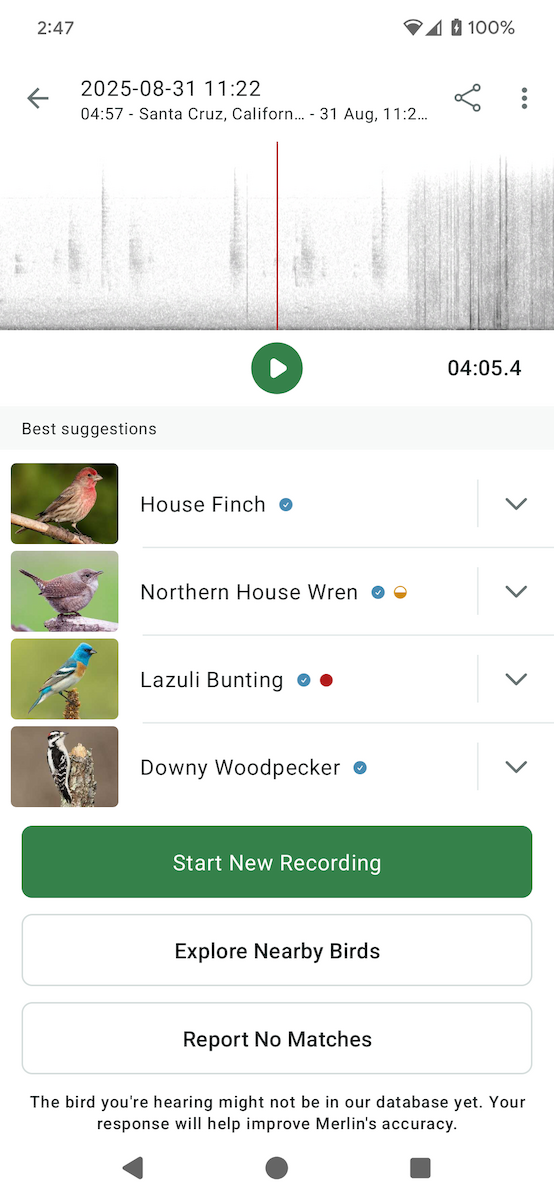 Lazuli/Indigo Bunting - ML641137815