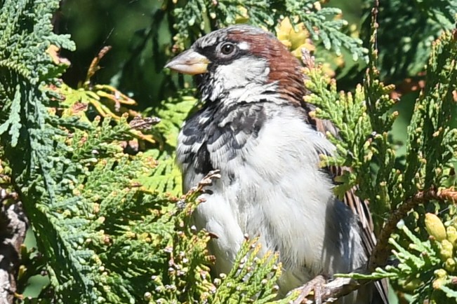 House Sparrow - ML641137856
