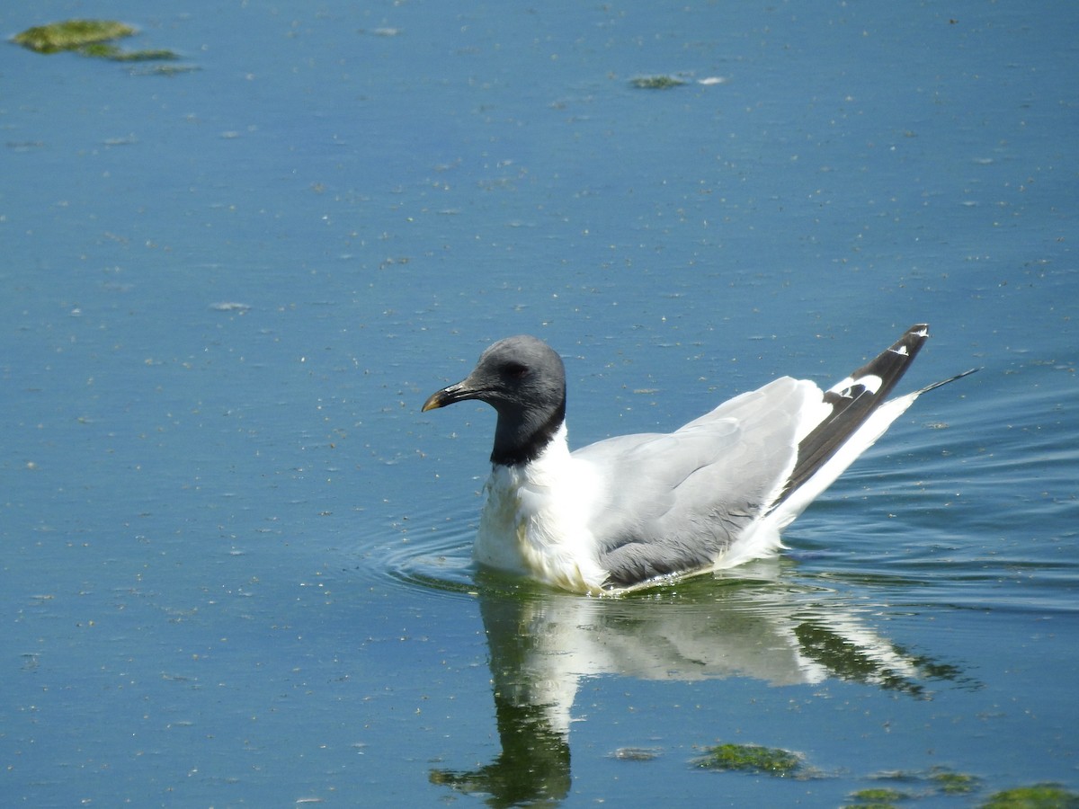 叉尾鷗 - ML641137870